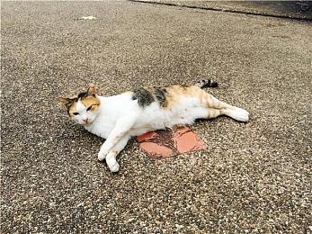 《宇宙机器人》2025年7月免费更新追加五个全新关卡