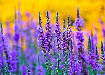 SE是第一家将PC游戏价格定为80欧元的厂家 或带动其他厂家涨价